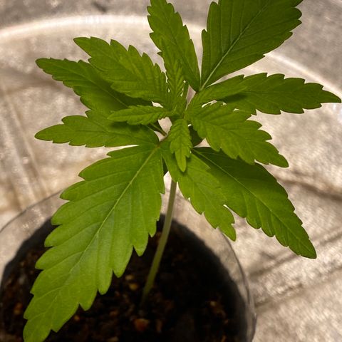 Unknown strain growlog timeline photo