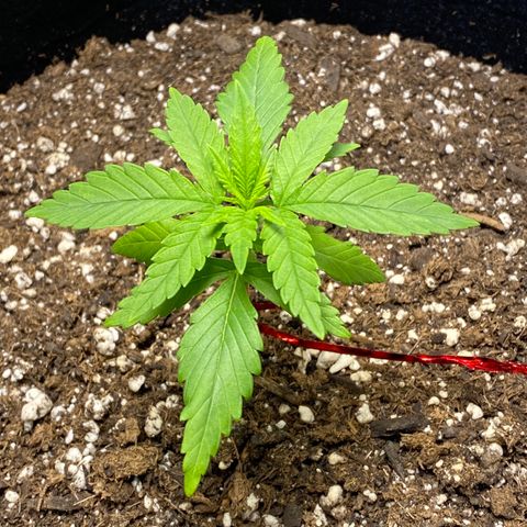 Unknown strain growlog timeline photo
