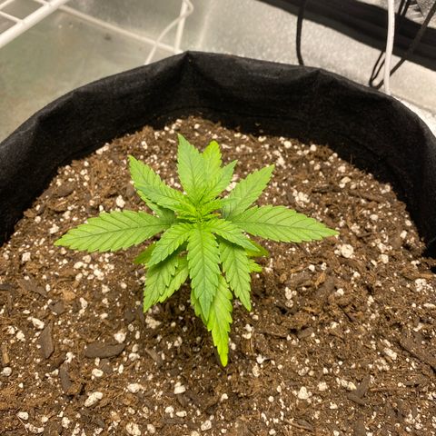 Unknown strain growlog timeline photo