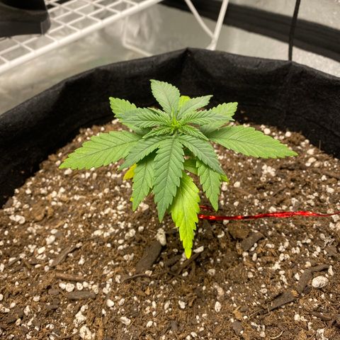 Unknown strain growlog timeline photo
