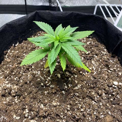 Unknown strain growlog photo: Inda was watered on 6/5/22  
And now she’s perked up