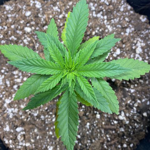Unknown strain growlog timeline photo