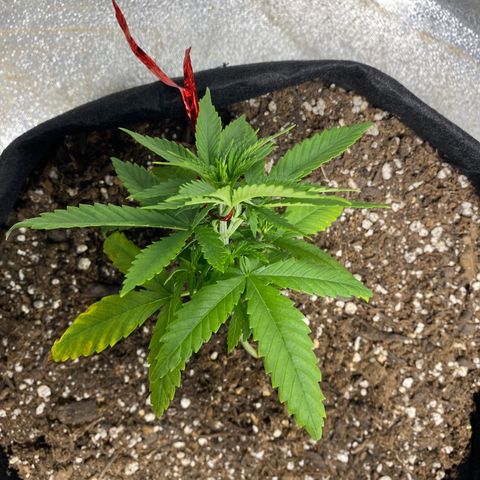 Unknown strain growlog timeline photo