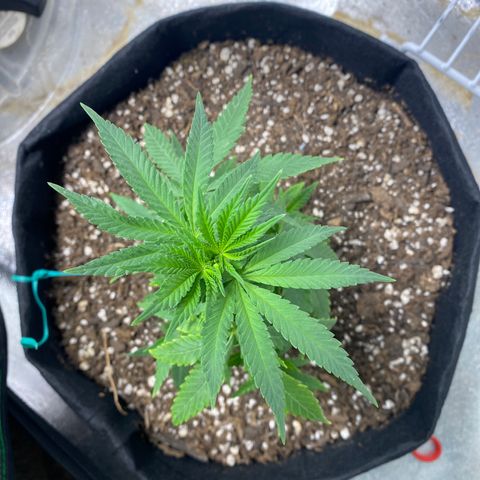Unknown strain growlog timeline photo
