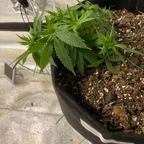 Unknown strain growlog timeline photo
