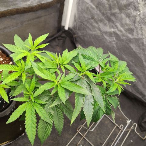 Pheno Four growlog timeline photo