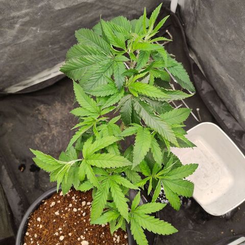 Pheno Four growlog timeline photo