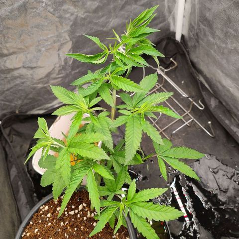 Pheno Four growlog timeline photo