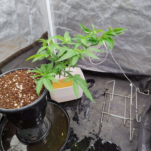 Pheno Four growlog timeline photo