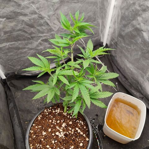 Pheno Four growlog timeline photo