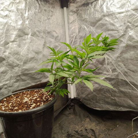 Pheno Four growlog timeline photo