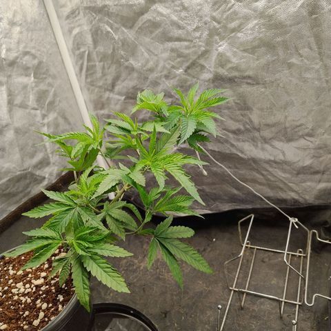 Pheno Four growlog timeline photo