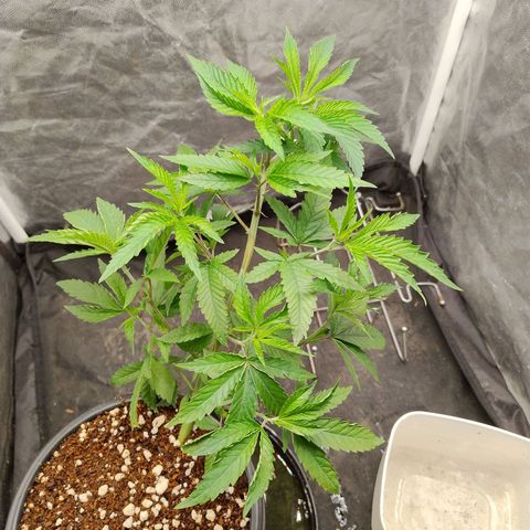 Pheno Four growlog timeline photo