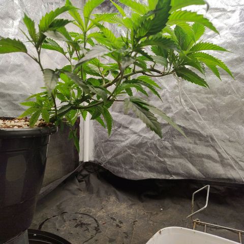 Pheno Four growlog timeline photo