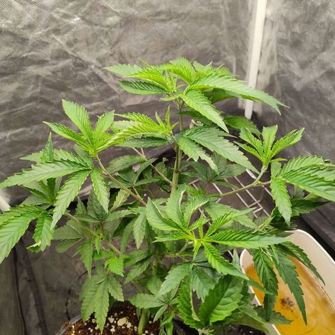 Pheno Four growlog timeline photo