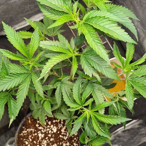 Pheno Four growlog timeline photo