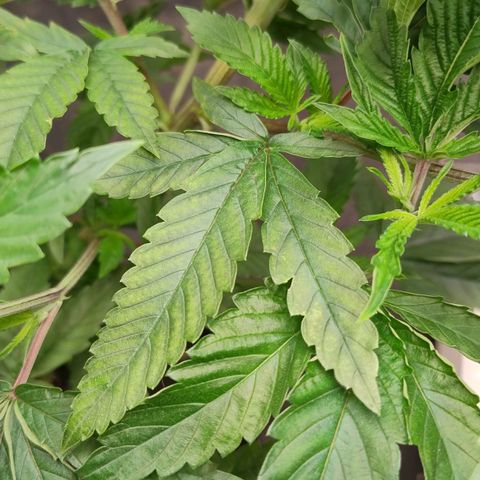 Pheno Four growlog timeline photo