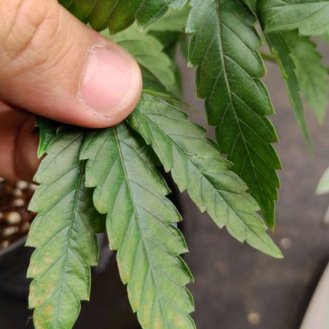 Pheno Four growlog timeline photo