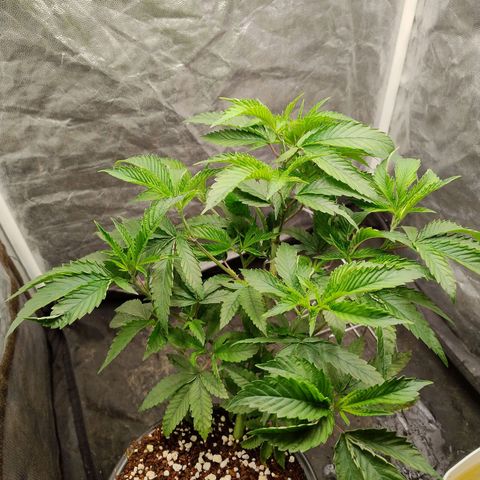 Pheno Four growlog timeline photo