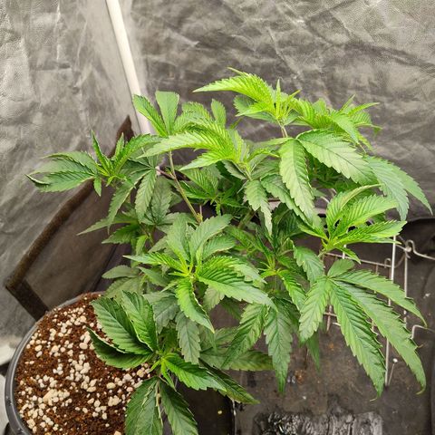 Pheno Four growlog timeline photo