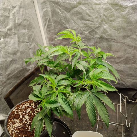 Pheno Four growlog timeline photo