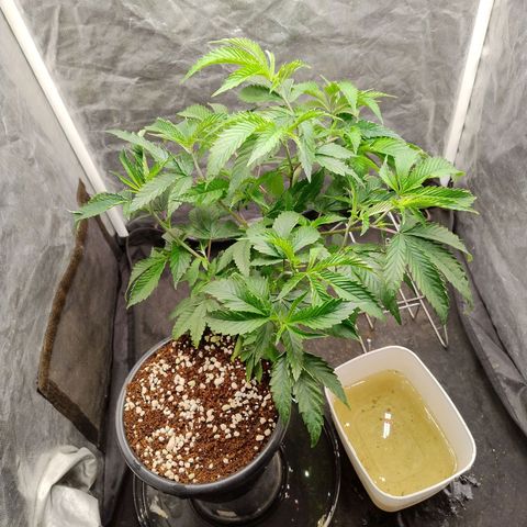 Pheno Four growlog timeline photo