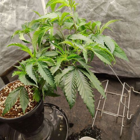 Pheno Four growlog timeline photo