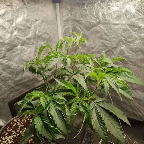 Pheno Four growlog timeline photo