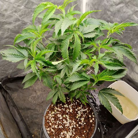 Pheno Four growlog timeline photo