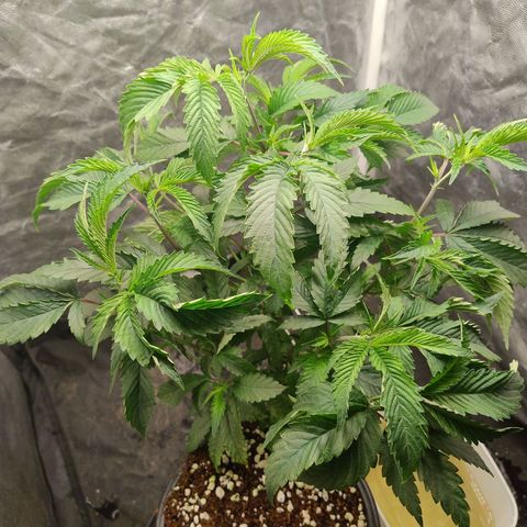 Pheno Four growlog timeline photo