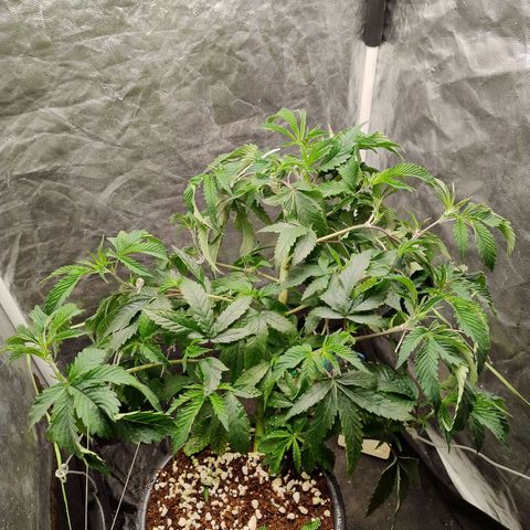Pheno Four growlog timeline photo