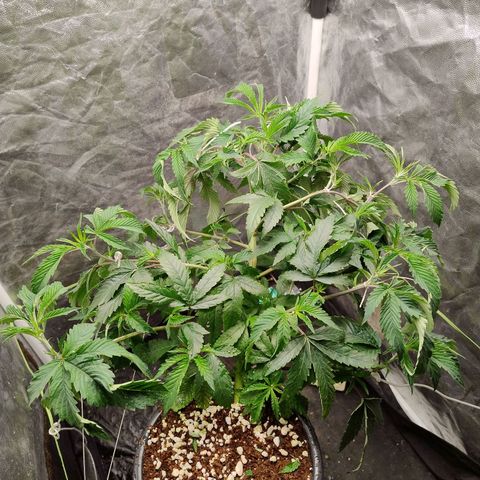 Pheno Four growlog timeline photo
