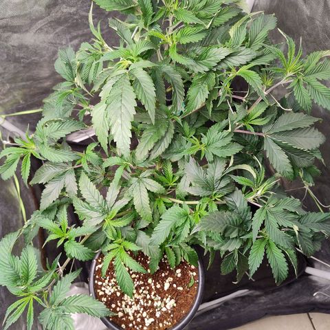 Pheno Four growlog timeline photo