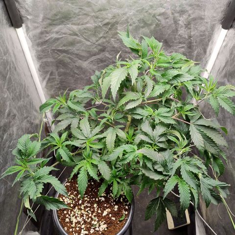 Pheno Four growlog timeline photo
