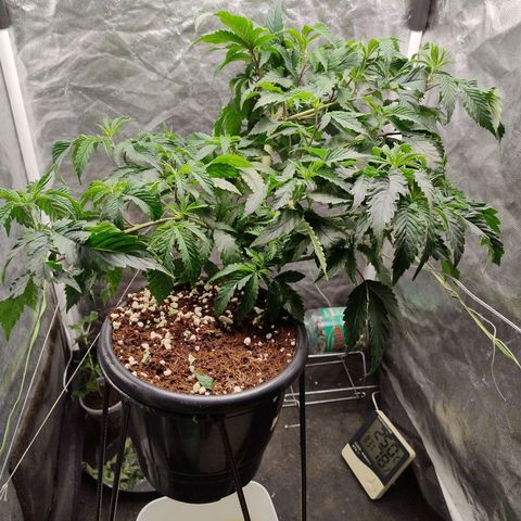 Pheno Four growlog timeline photo