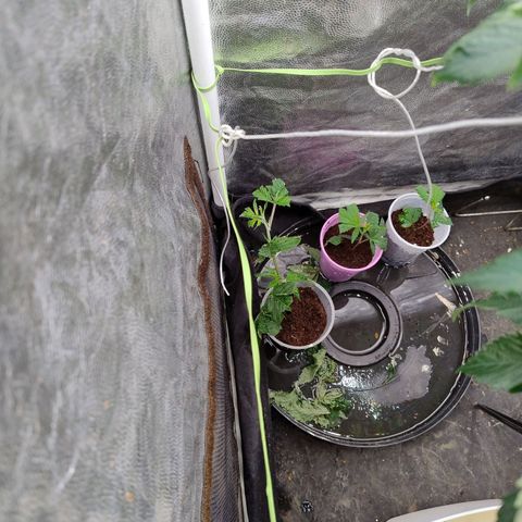 Pheno Four growlog timeline photo
