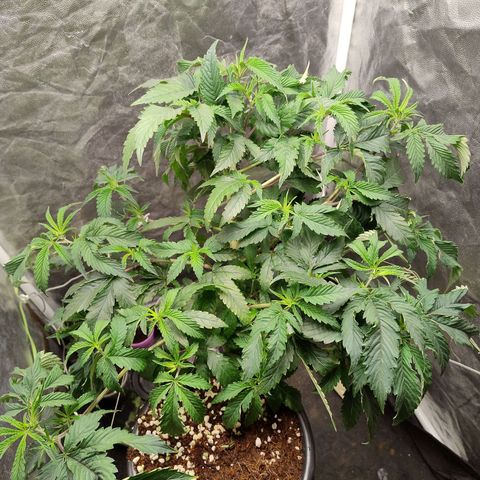 Pheno Four growlog timeline photo