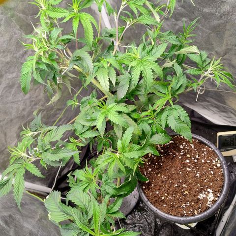Pheno Four growlog timeline photo