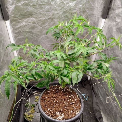 Pheno Four growlog timeline photo