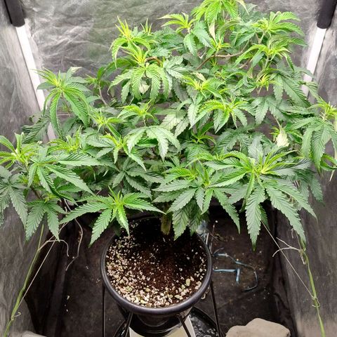 Pheno Four growlog timeline photo