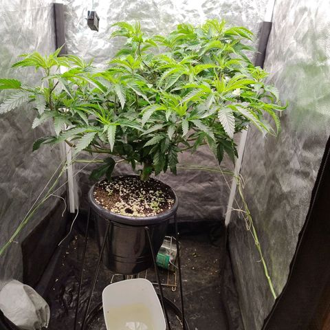 Pheno Four growlog timeline photo