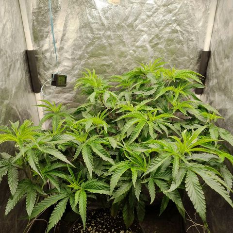 Pheno Four growlog timeline photo