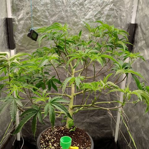 Pheno Four growlog timeline photo