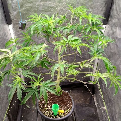 Pheno Four growlog timeline photo