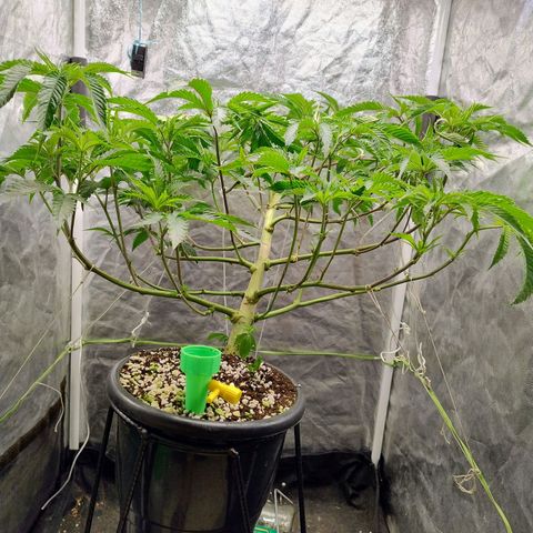 Pheno Four growlog timeline photo