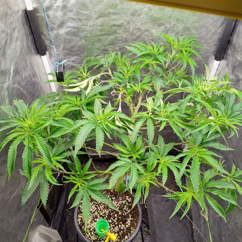 Pheno Four growlog timeline photo