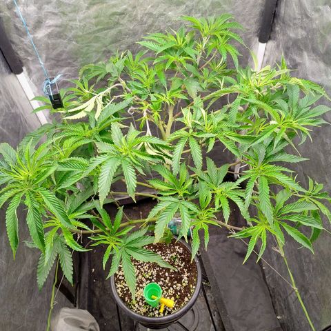 Pheno Four growlog timeline photo