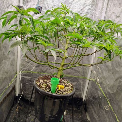 Pheno Four growlog timeline photo