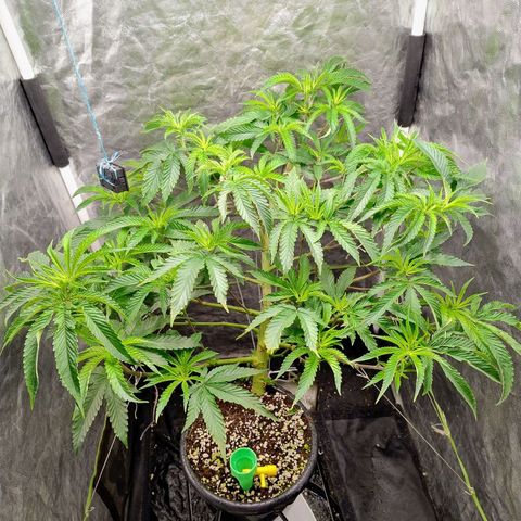 Pheno Four growlog timeline photo