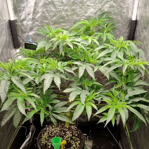 Pheno Four growlog timeline photo